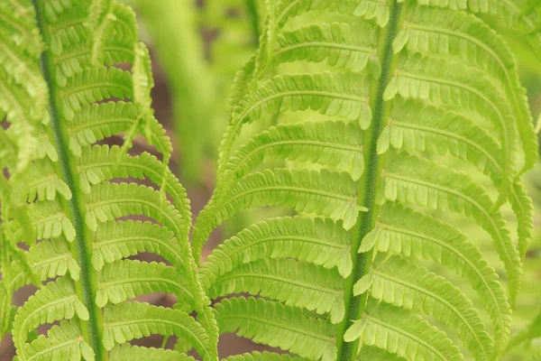 Summer Green Fern Leaf Close Selective Focus Green Summer Vegetation — Stock Photo, Image