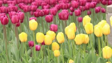 Parlak laleler, bahar çiçekleri. Çiçek açan lalelerin şehri. Parlak, güzel çiçeklerden oluşan bir park. Dünya Lale Günü