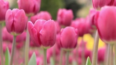 Parlak laleler, bahar çiçekleri. Çiçek açan lalelerin şehri. Parlak, güzel çiçeklerden oluşan bir park. Dünya Lale Günü