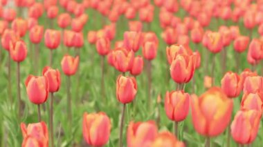 Parlak turuncu laleler yakın plan. Şehirde laleler, bahar çiçekleri. Çiçek açan lalelerin şehri. Parlak, güzel çiçeklerden oluşan bir park. Dünya Lale Günü