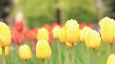 Sarı laleler kapanıyor. Şehirde laleler, parlak bahar çiçekleri, seçici odak noktaları. Parlak, güzel çiçeklerden oluşan bir park. Dünya Lale Günü