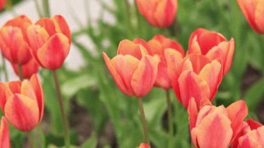 Parlak turuncu laleler yakın plan. Şehirde laleler, bahar çiçekleri. Çiçek açan lalelerin şehri. Parlak, güzel çiçeklerden oluşan bir park. Dünya Lale Günü