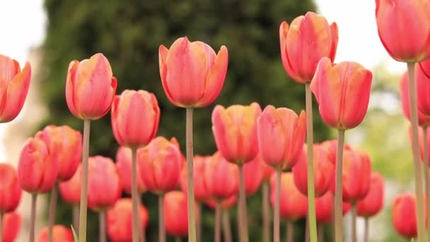 Jasně Oranžové Tulipány Zblízka Tulipány Městě Jarní Květiny Městská Ulička — Stock video