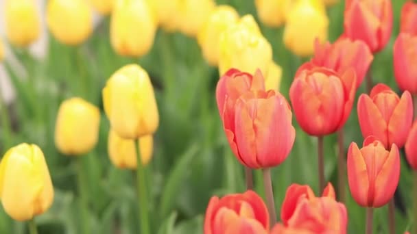 Leuchtende Tulpen Frühlingsblumen Stadtallee Der Blühenden Tulpen Park Mit Leuchtend — Stockvideo