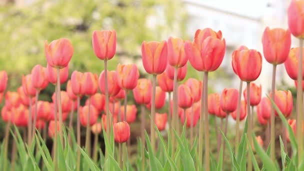 Strahlend Orange Rote Tulpen Der Stadt Tulpen Der Stadt Leuchtende — Stockvideo