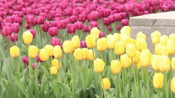 Яркие Тюльпаны Весенние Цветы Городская Аллея Цветущих Тюльпанов Парк Ярких — стоковое видео