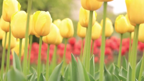 Żółte Tulipany Bliska Tulipany Mieście Jasne Wiosenne Kwiaty Wybiórcze Skupienie — Wideo stockowe