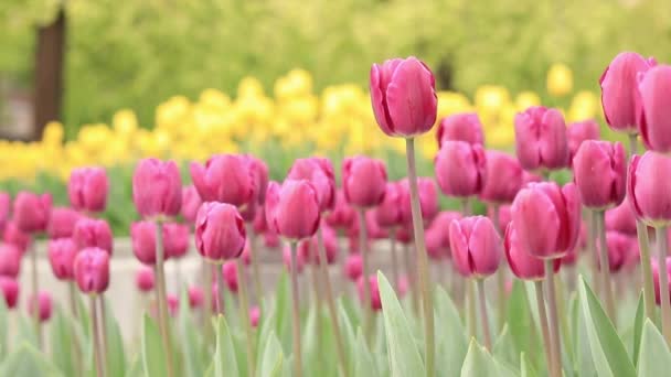 Tulipány Městě Zářivé Jarní Květiny Městská Ulička Kvetoucích Tulipánů Park — Stock video