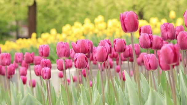 Tulipánok Városban Fényes Tavaszi Virágok Virágzó Tulipánok Városi Sikátora Fényes — Stock videók