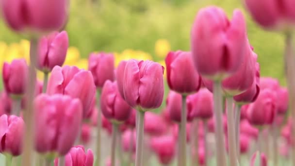 市内のチューリップ 明るい春の花 チューリップが咲く街の路地 明るい美しい花の公園 世界チューリップデー 前景のピンクのチューリップと背景の黄色の花 — ストック動画