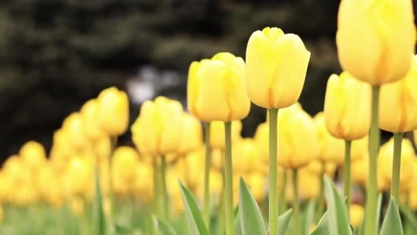 Жовті Тюльпани Закриваються Тюльпани Місті Яскраві Весняні Квіти Вибіркова Увага — стокове відео