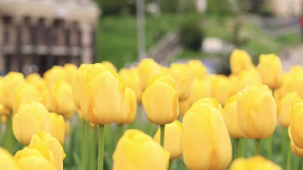 Žluté Tulipány Zavírají Tulipány Městě Zářivé Jarní Květiny Selektivní Zaměření — Stock video
