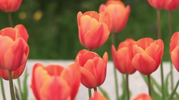 Jasnopomarańczowe Tulipany Bliska Tulipany Mieście Wiosenne Kwiaty Miejska Uliczka Kwitnących — Wideo stockowe
