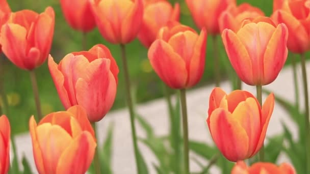 Яскраві Апельсинові Тюльпани Тюльпани Місті Весняні Квіти Міська Алея Квітучими — стокове відео