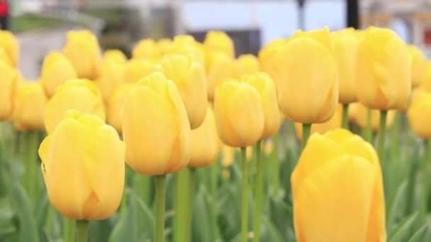 Gelbe Tulpen Aus Nächster Nähe Tulpen Der Stadt Leuchtende Frühlingsblumen — Stockvideo