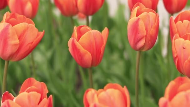 Jasnopomarańczowe Tulipany Bliska Tulipany Mieście Wiosenne Kwiaty Miejska Uliczka Kwitnących — Wideo stockowe