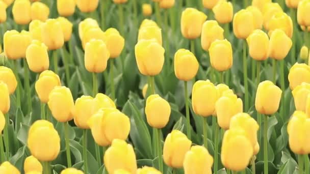 Žluté Tulipány Výhled Shora Pole Jasnými Tulipány Přírodní Krajina Jarními — Stock video