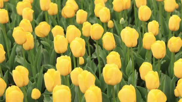 Gelbe Tulpen Draufsicht Feld Mit Hellen Tulpen Naturlandschaft Mit Frühlingsblumen — Stockvideo