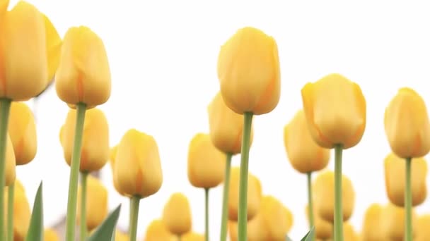 Gele Tulpen Dicht Bloemen Tegen Grijze Lucht Bewolkt Weer Tulpen — Stockvideo