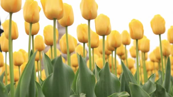 Желтые Тюльпаны Закрываются Цветы Против Серого Неба Облачная Погода Тюльпаны — стоковое видео