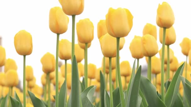 Los Tulipanes Amarillos Acercan Flores Contra Cielo Gris Tiempo Nublado — Vídeo de stock