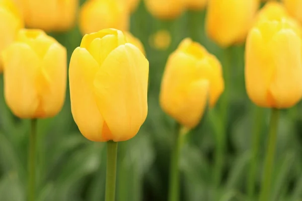 Yellow tulip on a blurred background. Bright spring flowers with selective focus. World Tulip Day. Glade of yellow tulips
