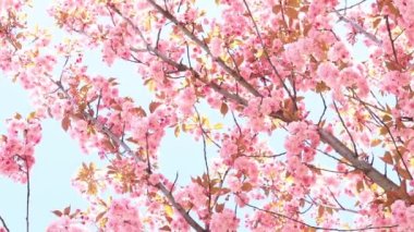 Güzel pembe sakura çiçekleri ilkbahar mavi gökyüzüne karşı. Prunus serrulata Kanzan. Baharda güneşli bir günde çiçek açan ağaçla güzel bir doğa sahnesi. Güzel park