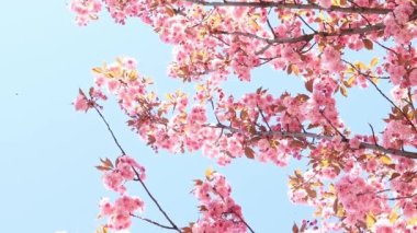 Güzel pembe sakura çiçekleri ilkbahar mavi gökyüzüne karşı. Prunus serrulata Kanzan. Baharda güneşli bir günde çiçek açan ağaçla güzel bir doğa sahnesi. Güzel park