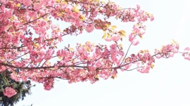 Güzel pembe sakura çiçekleri ilkbahar mavi gökyüzüne karşı. Prunus serrulata Kanzan. Baharda güneşli bir günde çiçek açan ağaçla güzel bir doğa sahnesi. Güzel park