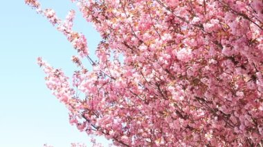 Güzel pembe sakura çiçekleri ilkbahar mavi gökyüzüne karşı. Prunus serrulata Kanzan. Baharda güneşli bir günde çiçek açan ağaçla güzel bir doğa sahnesi. Güzel park