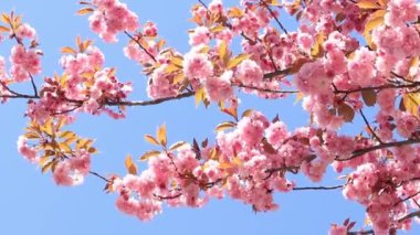 Güzel pembe sakura çiçekleri ilkbahar mavi gökyüzüne karşı. Prunus serrulata Kanzan. Baharda güneşli bir günde çiçek açan ağaçla güzel bir doğa sahnesi. Güzel park