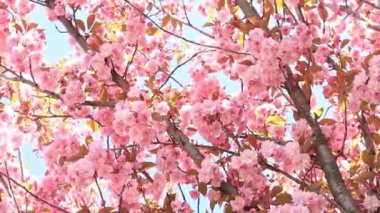 Güzel pembe sakura çiçekleri ilkbahar mavi gökyüzüne karşı. Prunus serrulata Kanzan. Baharda güneşli bir günde çiçek açan ağaçla güzel bir doğa sahnesi. Güzel park