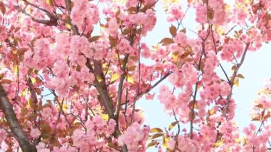 Güzel pembe sakura çiçekleri ilkbahar mavi gökyüzüne karşı. Prunus serrulata Kanzan. Baharda güneşli bir günde çiçek açan ağaçla güzel bir doğa sahnesi. Güzel park