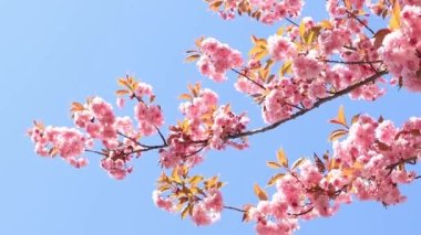 Güzel pembe sakura çiçekleri ilkbahar mavi gökyüzüne karşı. Prunus serrulata Kanzan. Baharda güneşli bir günde çiçek açan ağaçla güzel bir doğa sahnesi. Güzel park
