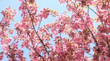 Güzel pembe sakura çiçekleri ilkbahar mavi gökyüzüne karşı. Prunus serrulata Kanzan. Baharda güneşli bir günde çiçek açan ağaçla güzel bir doğa sahnesi. Güzel park
