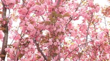 Güzel pembe sakura çiçekleri. Prunus serrulata Kanzan. Baharda güneşli bir günde çiçek açan ağaçla güzel bir doğa sahnesi. Güzel park