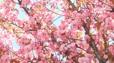 Güzel pembe sakura çiçekleri ilkbahar mavi gökyüzüne karşı. Prunus serrulata Kanzan. Baharda güneşli bir günde çiçek açan ağaçla güzel bir doğa sahnesi. Güzel park