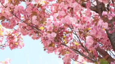 Güzel pembe sakura çiçekleri ilkbahar mavi gökyüzüne karşı. Prunus serrulata Kanzan. Baharda güneşli bir günde çiçek açan ağaçla güzel bir doğa sahnesi. Güzel park