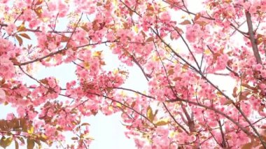 Güzel pembe sakura çiçekleri ilkbahar mavi gökyüzüne karşı. Prunus serrulata Kanzan. Baharda güneşli bir günde çiçek açan ağaçla güzel bir doğa sahnesi. Güzel park