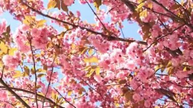 Güzel pembe sakura çiçekleri ilkbahar mavi gökyüzüne karşı. Prunus serrulata Kanzan. Baharda güneşli bir günde çiçek açan ağaçla güzel bir doğa sahnesi. Güzel park