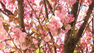Güzel pembe sakura çiçekleri. Prunus serrulata Kanzan. Baharda güneşli bir günde çiçek açan ağaçla güzel bir doğa sahnesi. Güzel park