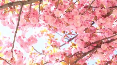 Güzel pembe sakura çiçekleri. Prunus serrulata Kanzan. Baharda güneşli bir günde çiçek açan ağaçla güzel bir doğa sahnesi. Güzel park