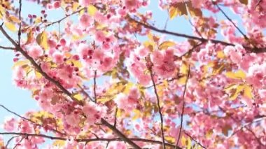 Güzel pembe sakura çiçekleri ilkbahar mavi gökyüzüne karşı. Prunus serrulata Kanzan. Baharda güneşli bir günde çiçek açan ağaçla güzel bir doğa sahnesi. Güzel park