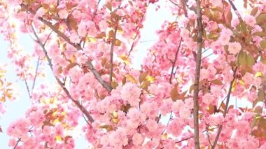 Güzel pembe sakura çiçekleri ilkbahar mavi gökyüzüne karşı. Prunus serrulata Kanzan. Baharda güneşli bir günde çiçek açan ağaçla güzel bir doğa sahnesi. Güzel park