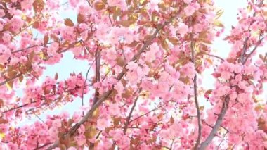 Güzel pembe sakura çiçekleri ilkbahar mavi gökyüzüne karşı. Prunus serrulata Kanzan. Baharda güneşli bir günde çiçek açan ağaçla güzel bir doğa sahnesi. Güzel park