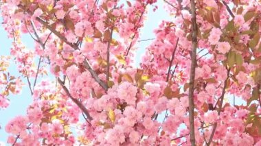 Güzel pembe sakura çiçekleri ilkbahar mavi gökyüzüne karşı. Prunus serrulata Kanzan. Baharda güneşli bir günde çiçek açan ağaçla güzel bir doğa sahnesi. Güzel park