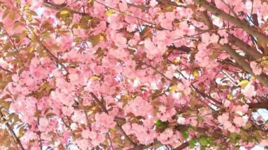 Güzel pembe sakura çiçekleri. Prunus serrulata Kanzan. Baharda güneşli bir günde çiçek açan ağaçla güzel bir doğa sahnesi. Güzel park