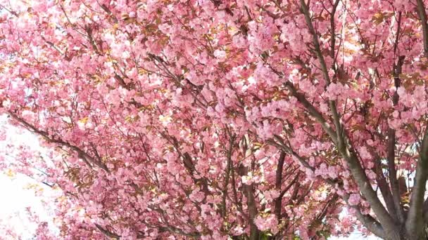Piękne Różowe Kwiaty Sakura Prunus Serrulata Kanzan Piękna Scena Przyrodnicza — Wideo stockowe