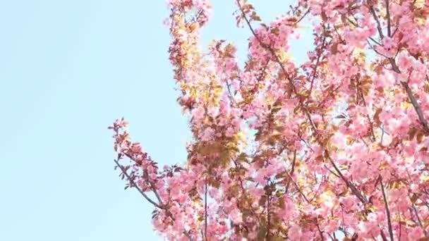 Krásné Růžové Sakura Květy Proti Jarní Modré Obloze Prunus Serrulata — Stock video