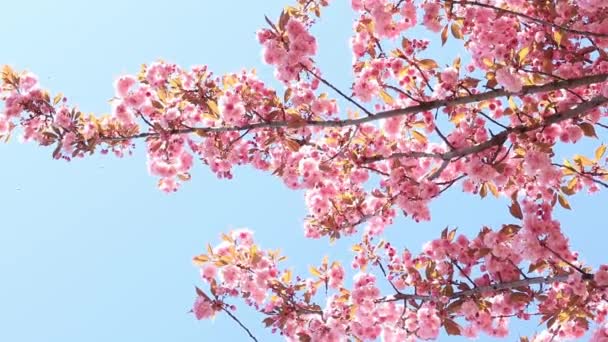 Vackra Rosa Sakura Blommor Mot Våren Blå Himmel Prunus Serrulata — Stockvideo